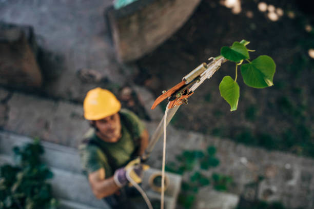 Best Arborist Consultation Services  in Brentwood, CA