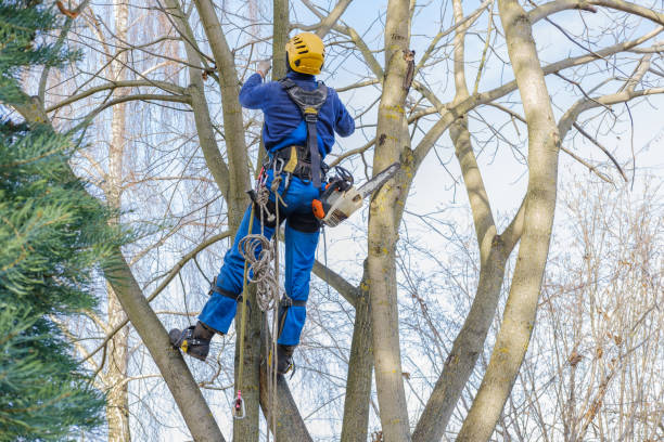 Best Leaf Removal  in Brentwood, CA