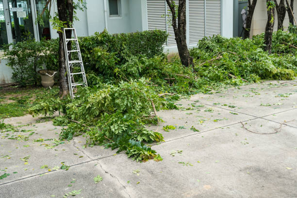 Best Tree Trimming and Pruning  in Brentwood, CA