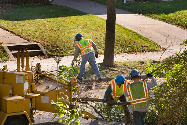 Best Grass Overseeding  in Brentwood, CA