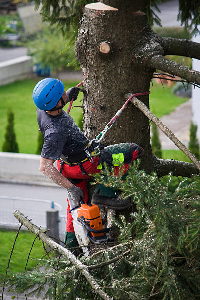 Best Seasonal Cleanup (Spring/Fall)  in Brentwood, CA