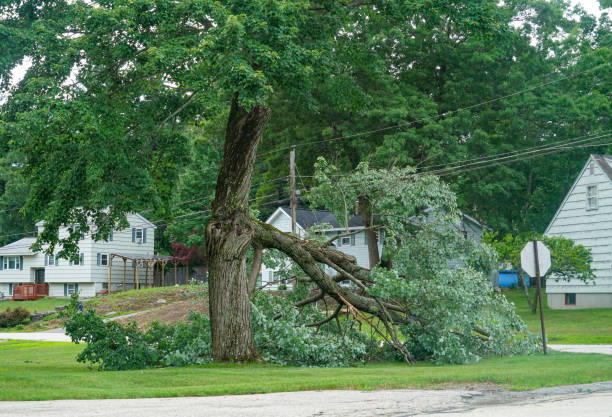 Brentwood, CA Tree Care Services Company