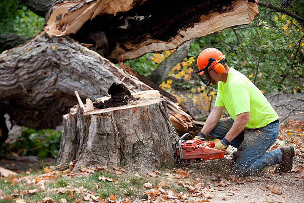 Best Utility Line Clearance  in Brentwood, CA