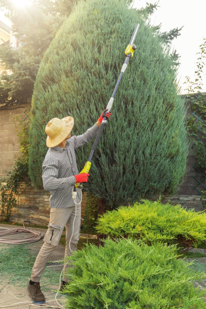  Brentwood, CA Tree Care Services Pros