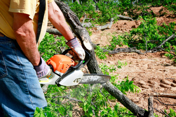 Best Tree Maintenance Programs  in Brentwood, CA